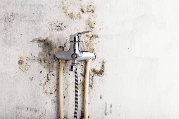 Best Mold Cleaning Services  in Lechee, AZ