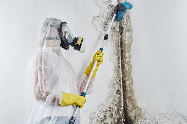 Professional Mold Removal in Lechee, AZ
