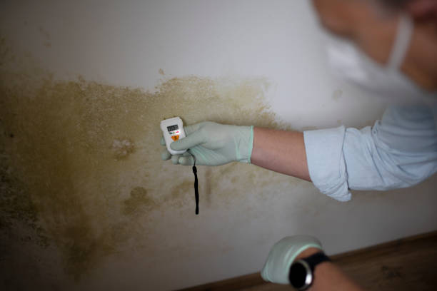 Best Certified Mold Removal  in Lechee, AZ