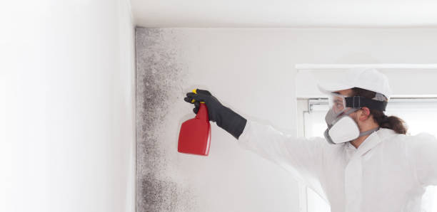 Mold Removal and Inspection in Lechee, AZ