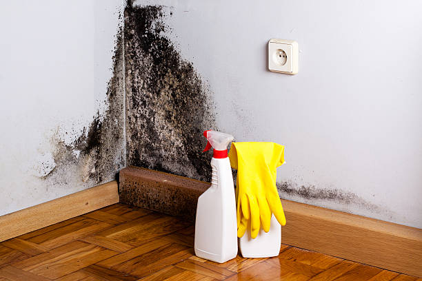 Best Professional Mold Removal  in Lechee, AZ