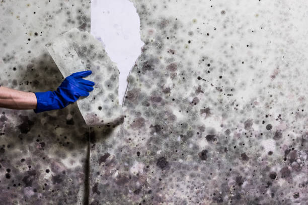 Best Mold Removal and Inspection  in Lechee, AZ